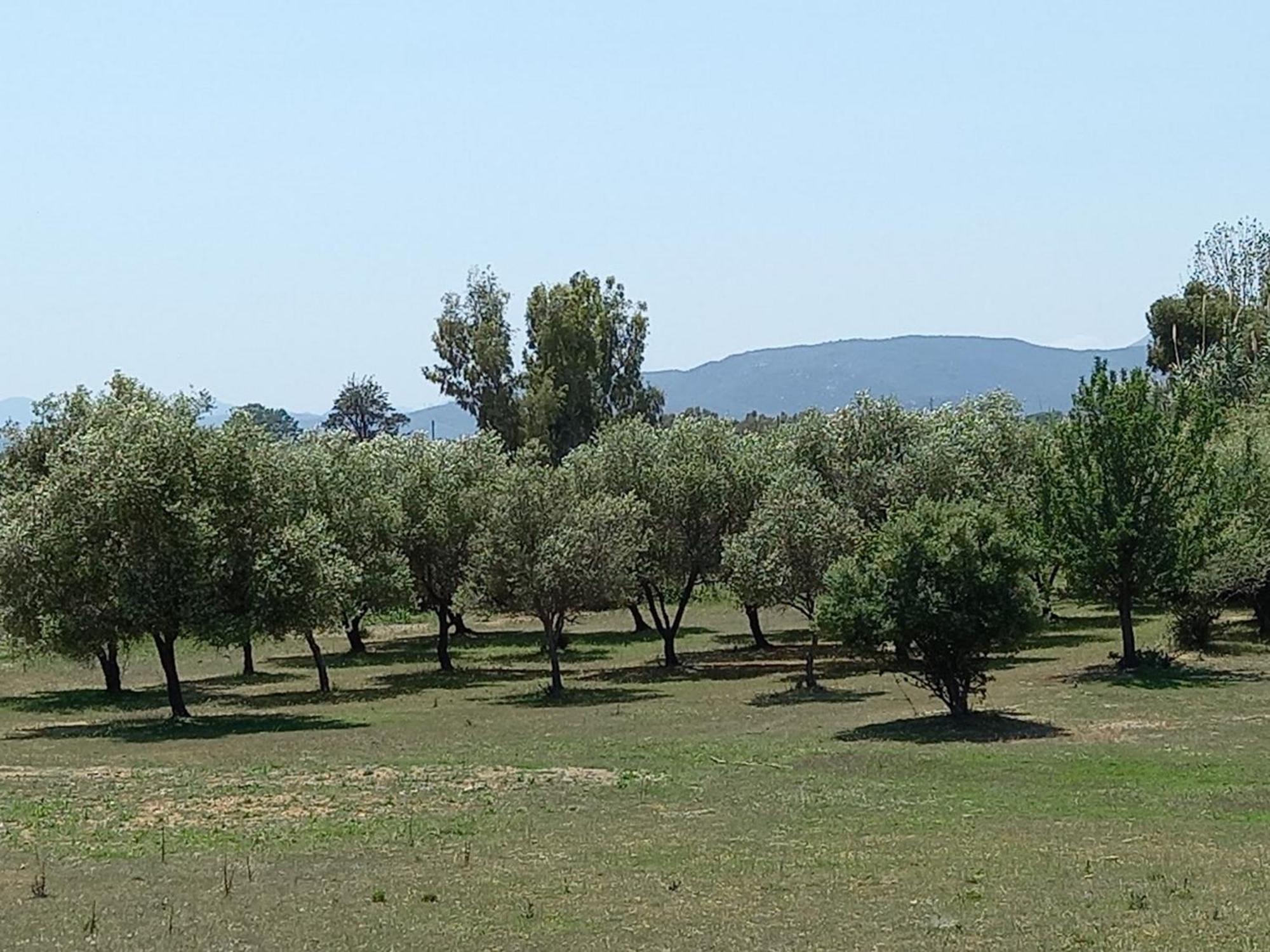 Basecamp Ogliastra - Flat Green Santa Maria Navarrese Luaran gambar